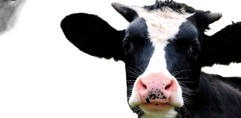 Portada del libro ¡Muuu!