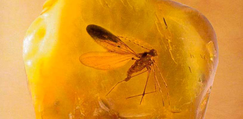 Portada libro Corazón de ámbar